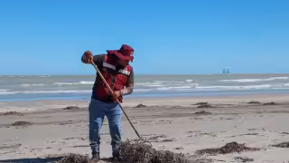 Aclaran fenómeno en playas de Ciudad del Carmen: es pasto marino, no sargazo