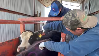 Campeche lidera pruebas contra tuberculosis bovina en el sureste