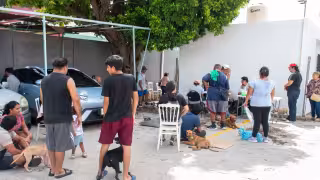 Frenan sobrepoblación de mascotas en Campeche