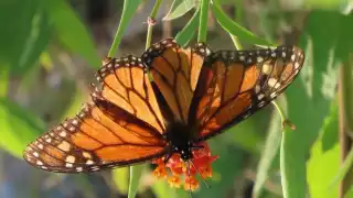 El acontecimiento fue confirmado por la red de monitoreo Alas Mayas