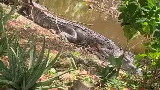 A últimas fechas, los vecinos han observado más saurios próximos a las zonas habitadas del puerto