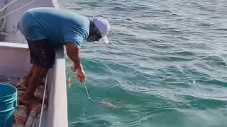 Habitantes de Isla Arena amenazan con cazar depredadores