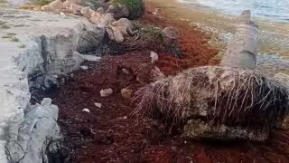 Crisis pesquera en Xcalak: 21 días sin faena por marejadas y sargazo