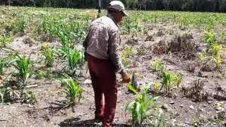 Producción agrícola de José María Morelos afectada por plagas