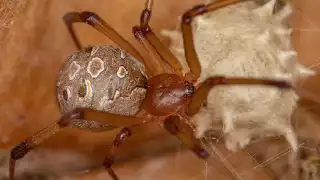 Afirman que su picadura trae consecuencias necrótica en los tejidos del área de la mordedura