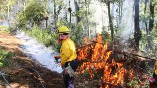 En el reporte resalta que en 2024 las afectaciones ya alcanzaron las 11 mil 709.5 hectáreas