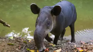 Un habitante bajo amenaza