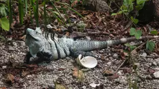 La iguana negra de cola espinosa es un reptil que habita en gran parte del sureste mexicano y de forma errónea se le conoce como Tolook