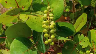 Aunque no existe amplia evidencia médica relacionada con la uva de mar, se cree que posee beneficios para la salud