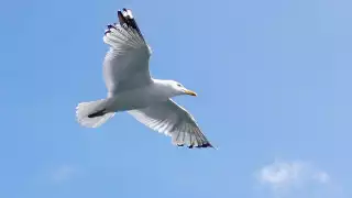 Decenas de gaviotas sobrevolaron Valladolid