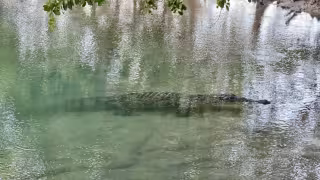 Son tres cocodrilos los que rondaban en el balneario de Chiquilá