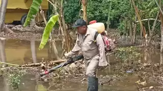Campeche ha registrado más de 3 mil casos sospechosos de dengue 