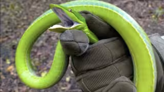 Campeche es el hábitat de una gran variedad de serpientes en México; te decimos cuáles son las más letales.