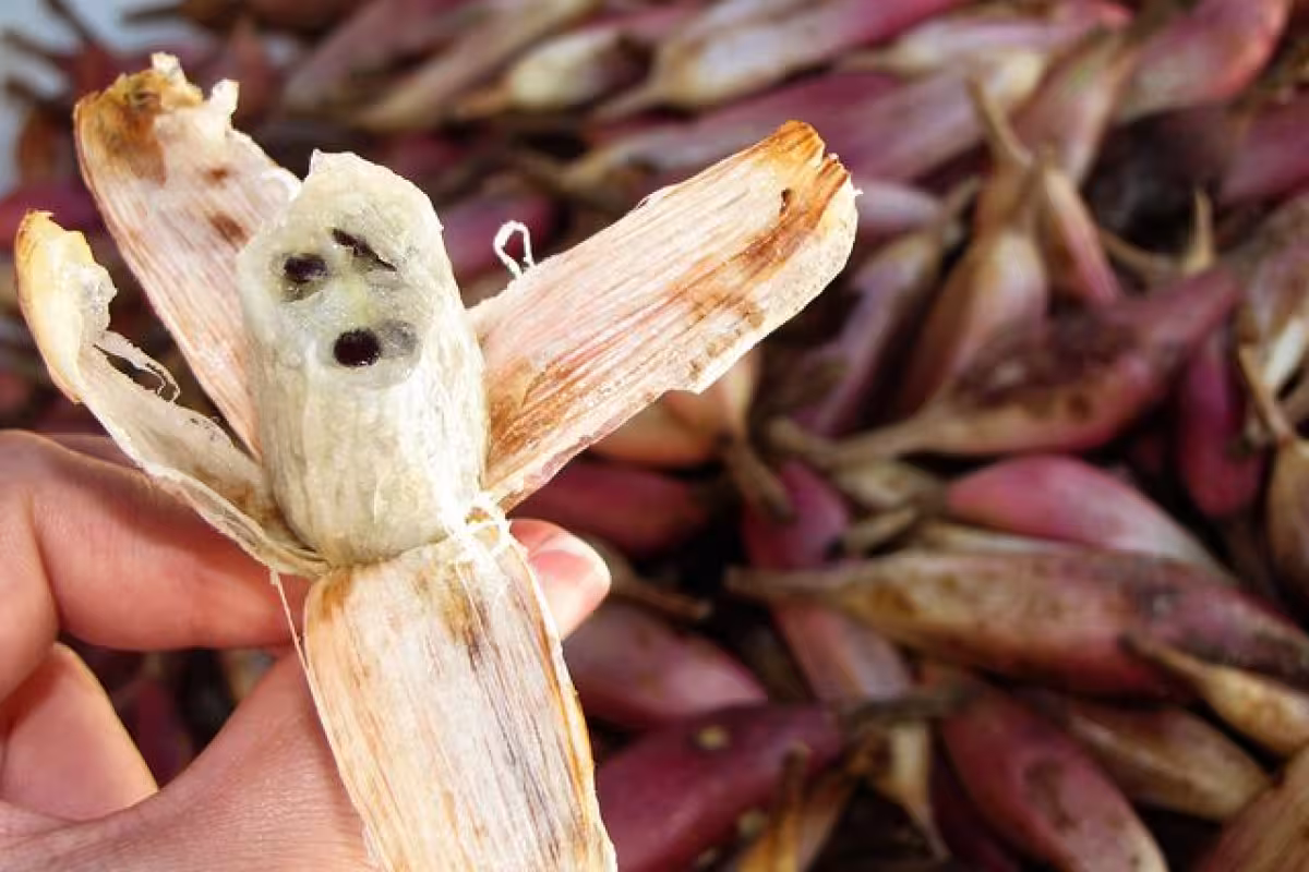 Piñuela o ch´om, el fruto maya en riesgo de desaparecer por el cambio ...