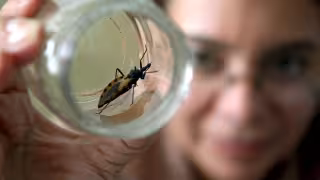 Yucatán se mantiene entre los estados con presencia constante de la Enfermedad de Chagas