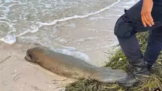 Recalan los  restos de un  manatí  en playas de  Telchac Puerto