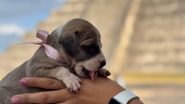 Tres cachorros nacidos en Chichén Itzá se encuentran en la búsqueda de un hogar