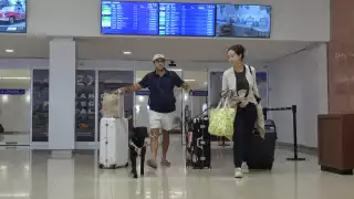 Aeropuerto de Mérida: ¿Se puede viajar con mascotas en el avión?