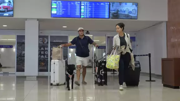 Perros y gatos recorren los pasillos del aeropuerto de Mérida para tranquilizar a sus propietarios Perros y gatos recorren los pasillos del aeropuerto de Mérida para tranquilizar a sus propietarios
