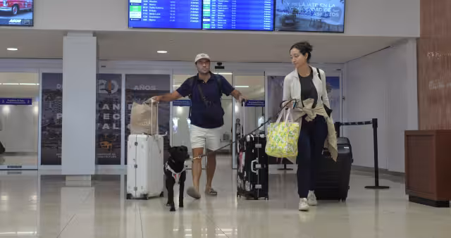 Perros y gatos recorren los pasillos del aeropuerto de Mérida para tranquilizar a sus propietarios