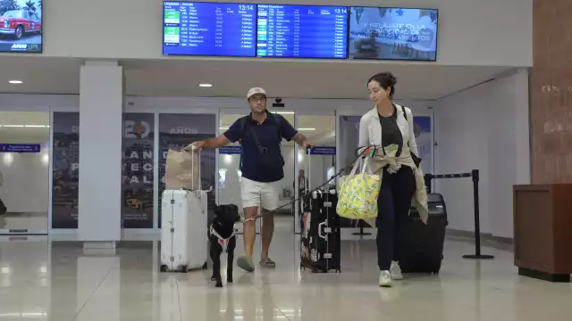 Perros y gatos recorren los pasillos del aeropuerto de Mérida para tranquilizar a sus propietarios
