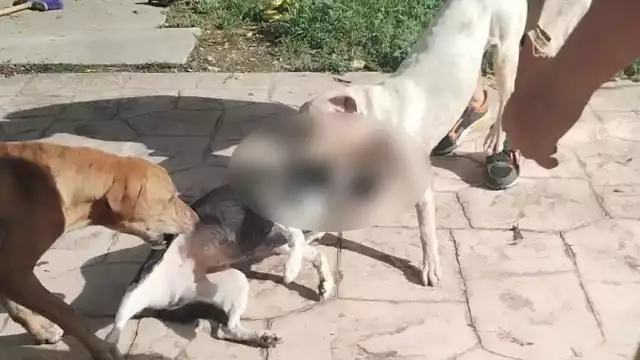 Vecinos de la zona acusan irresponsabilidad por parte de los tutores