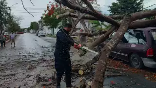 Así retiró la SSP Yucatán los árboles caídos por lluvia; ¿dónde reportar situaciones de riesgo?