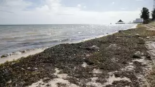 Las temporadas de sargazo puede varias por diferentes cuestiones climatológicas