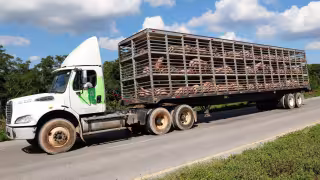 Activistas piden frenar la expansión de  megagranjas porcícolas que avanzan sobre el acuífero de Yucatán