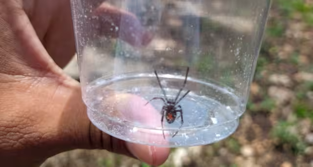 A pesar de ser un diminuto ejemplar de Viuda Negra, si picadura es igual de venenosa