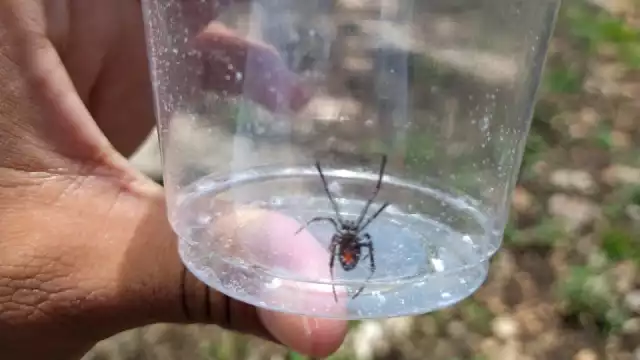 A pesar de ser un diminuto ejemplar de Viuda Negra, si picadura es igual de venenosa