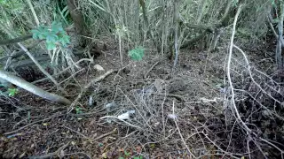 La falta de compromiso con el cuidado del medio ambiente causa daños ecosistémicos