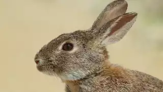 El Ayuntamiento de Mérida aclaró que los restos de un presunto gato hallados en la vía pública corresponden a un conejo