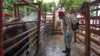 En la última semana se detectaron 57 nuevos casos de la miasis