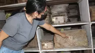 La MVZ Paola Valladares lleva más de dos décadas criando a la especie conocida como Xunan Kab