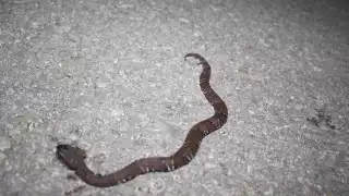 Serpientes venenosas han ingresado a las casas