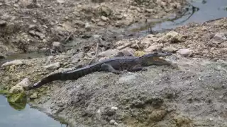 Un cocodrilo fue avistado nuevamente cerca del Colegio de Bachilleres (COBACAM) 09 en la colonia Nueva Jerusalén