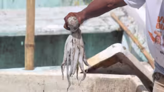 Pescadores “gareteros” de Champotón reportan capturas de entre 15 y 20 kilos de molusco por jornada.