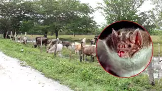 Los agraviados señalaron que en caso de que haya ejemplares contagiados de derriengue, éstos serán sacrificados para evitar más infecciones