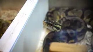 Las mordeduras se consideran “accidentes laborales”, sobre todo en quienes se dedican al campo.