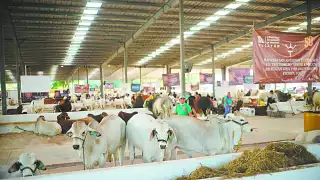 Especialistas señalan que la larva puede infectar heridas abiertas de los seres humanos