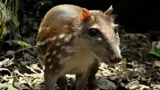 ¿Sabías que Yucatán tiene su propio capibara? Conoce al tepezcuintle