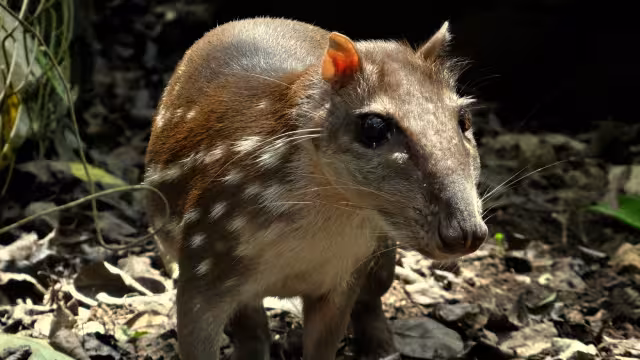 En lengua maya se conoce como jaleb