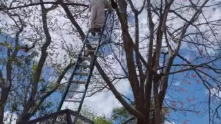 Enjambre causa alarma por calor extremo