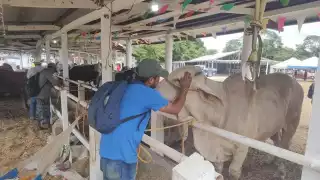 Aunque los brotes de miasis se mantienen controlados, el riesgo de expansión sigue siendo alto