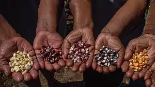Los campesinos de Yucatán están preocupados por la desaparición del maíz autóctono debido al cambio climático y la privatización de semillas.