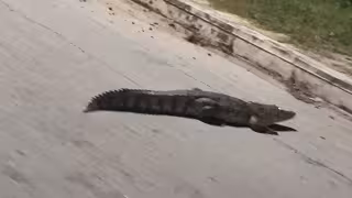 Un cocodrilo de mediano tamaño atemorizó y sorprendió a los habitantes del poblado de Hool.