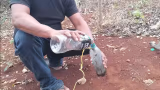 Productores de Dzitbalché improvisan trampas contra el gusano barrenador