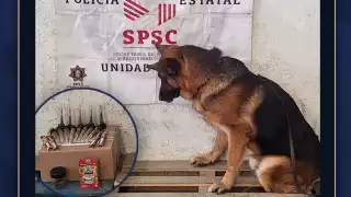 Héroe de cuatro patas: “Loky”, perrito policía, frustra envío de drogas en paquetería de Campeche