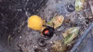 Su veneno es neurotóxico y puede afectar el sistema nervioso.